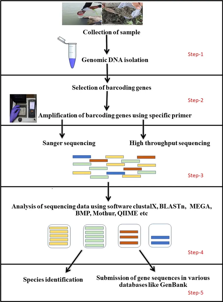 DNA barcoding uses short, standardized gene regions to identify species by comparison with reference databases. Common markers include:  COI for animals ITS for fungi rbcL and matK for plants 16S rRNA for bacteria and archaea