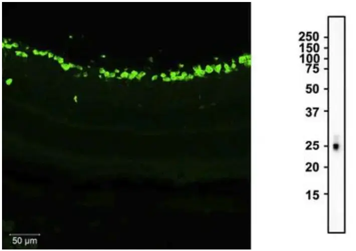 new-recombinant-Guinea-pig-rbpms.webp