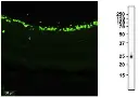 Recombinant Guinea Pig RBPMS Antibody