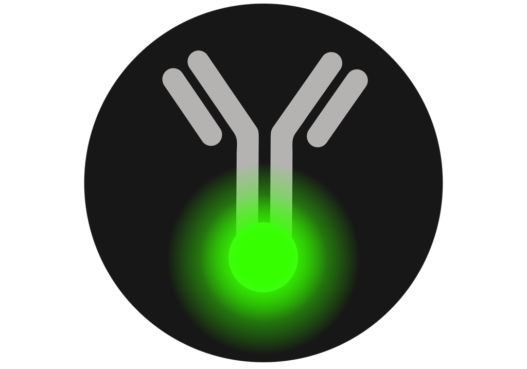 MMP9 Antibody (YA285)