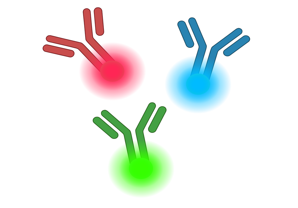 C4A Antibody (YA1505)