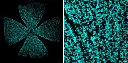 Recombinant Guinea Pig RBPMS Antibody